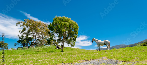 Photo: Wild horses in a natural landscape Wild horses in a natural landscape