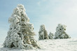 Fir tree covered with snow