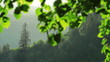 evening in the forest