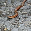 Blindschleiche