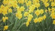 Video: Smiling young mixed race girl playing peek-a-boo with bouquet of flowers in daffodil field Smiling young mixed race girl playing peek-a-boo with bouquet of flowers in daffodil field