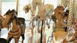 Carousel horses moving up and down