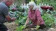 Video: Senior Caucasian couple planting and watering zucchini in vegetable garden with dog nearby Senior Caucasian couple planting and watering zucchini in vegetable garden with dog nearby