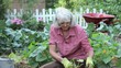 Video: Senior Caucasian woman planting and watering zucchini in vegetable garden with dog nearby Senior Caucasian woman planting and watering zucchini in vegetable garden with dog nearby