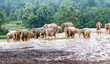 Photo: Herd of elephants Herd of elephants