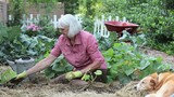 Video: Senior Caucasian woman planting and watering zucchini in vegetable garden with dog nearby Senior Caucasian woman planting and watering zucchini in vegetable garden with dog nearby