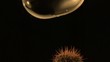 A soap bubble falling onto cactus spines and pops (slow motion)