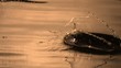 Silver dollar skipping off of water (slow motion)