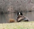 Photo: preening Canada goose preening Canada goose