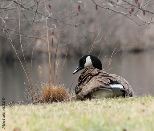 Photo: preening Canada goose preening Canada goose