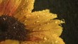 Water drops falling onto sunflower (slow motion)