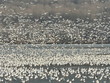 snow geese on lake