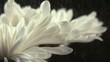 Water mist falling onto chrysanthemum (slow motion)