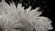 Water drops falling onto chrysanthemum (slow motion)