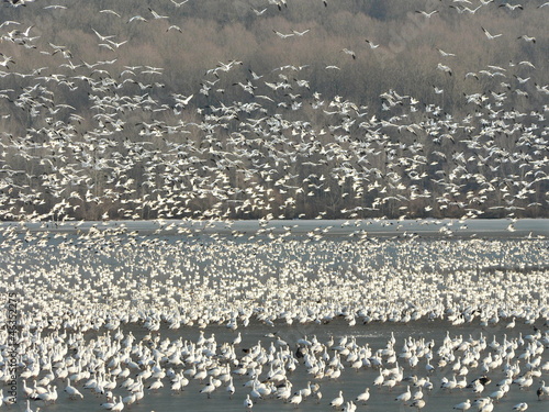 Photo: snow geese on lake snow geese on lake