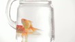 Goldfish swimming in pitcher