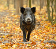 Wild pig