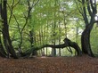 Gespaltene Buche im Urwald Sababurg