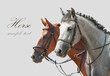 Photo: Two horses Two horses