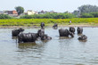 Water Buffalo Relaxes In The L...