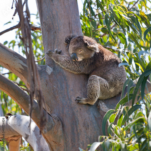 Photo: koala tree square koala tree square
