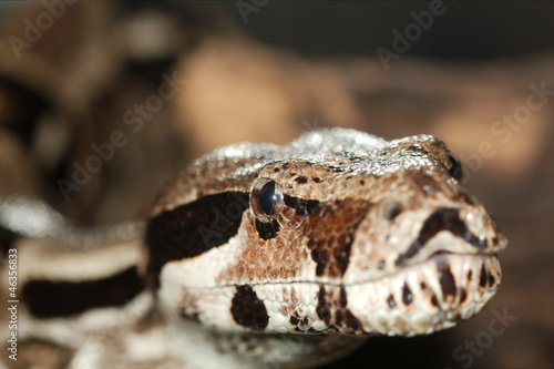 Photo: Python, not venomous snake (Latin Pythonidae) Python, not venomous snake (Latin Pythonidae)