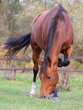 A beautiful red horse in the autumn