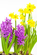 Photo: Osterglocken und Hyazinthen, Daffodils and hyacinths Osterglocken und Hyazinthen, Daffodils and hyacinths