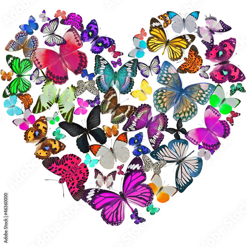Photo: Heart of the butterflies Heart of the butterflies