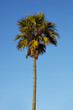 Palmen 5