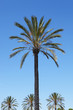Palmen 4