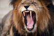Angry roaring lion