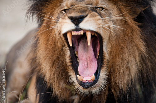 Photo: Angry roaring lion Angry roaring lion