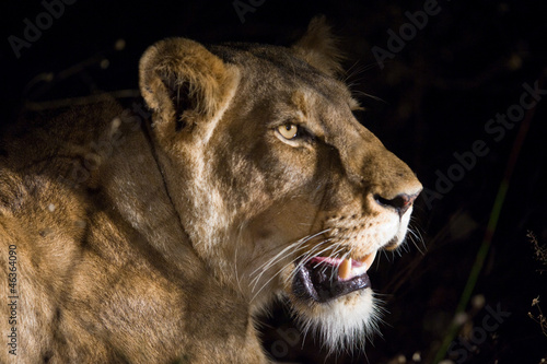 Photo: Female lion at night Female lion at night