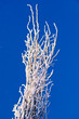 Foto: Icy Branches Icy Branches