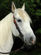 Beautiful spanish stallion, with western bridle