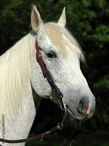 Photo: Beautiful spanish stallion, with western bridle Beautiful spanish stallion, with western bridle
