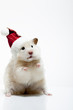Dwarf hamster with christmas red hat on white background