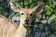 Nyala
