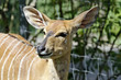 Nyala