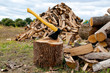 Pile of firewood in a forest