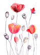 Stylized Poppy flowers illustration