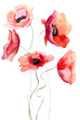 Beautiful Poppy flowers