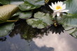 Silent Waterlily