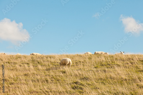 Photo: Sheep grazing in field of grass. Dike. Blue cloudy sky. Sheep grazing in field of grass. Dike. Blue cloudy sky.
