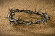 Photo: Crown of Thorns on Sand Crown of Thorns on Sand