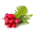 .Small garden radish  .