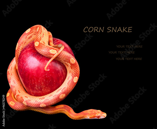 Photo: Snake with apple Snake with apple