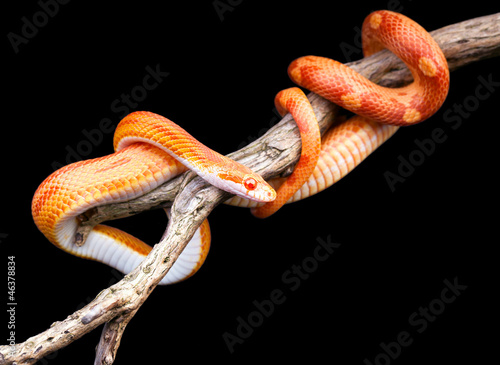 Photo: Corn snake Corn snake
