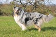 Collie Blue- merle